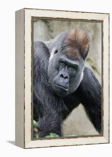 Western Gorilla in a zoo-Adam Jones-Framed Premier Image Canvas