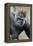 Western Gorilla in a zoo-Adam Jones-Framed Premier Image Canvas