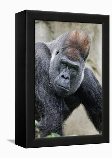 Western Gorilla in a zoo-Adam Jones-Framed Premier Image Canvas