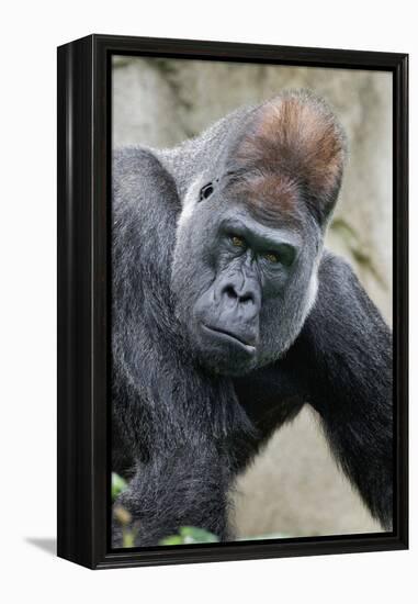 Western Gorilla in a zoo-Adam Jones-Framed Premier Image Canvas