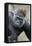 Western Gorilla in a zoo-Adam Jones-Framed Premier Image Canvas