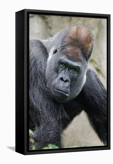 Western Gorilla in a zoo-Adam Jones-Framed Premier Image Canvas