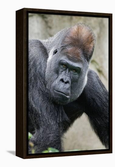 Western Gorilla in a zoo-Adam Jones-Framed Premier Image Canvas