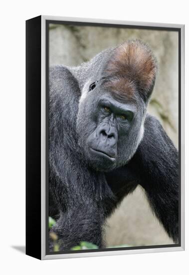 Western Gorilla in a zoo-Adam Jones-Framed Premier Image Canvas