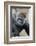 Western Gorilla in a zoo-Adam Jones-Framed Photographic Print