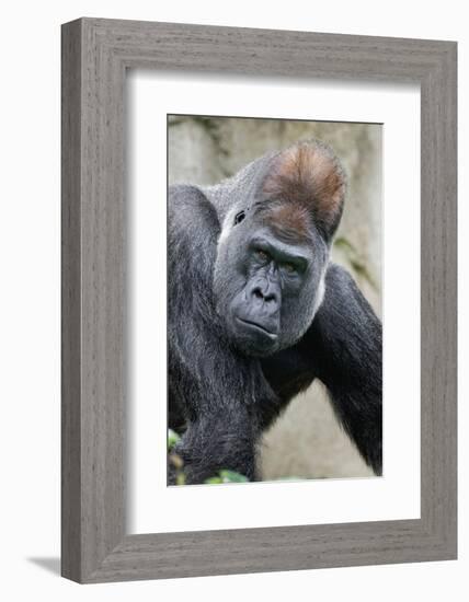 Western Gorilla in a zoo-Adam Jones-Framed Photographic Print