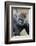 Western Gorilla in a zoo-Adam Jones-Framed Photographic Print