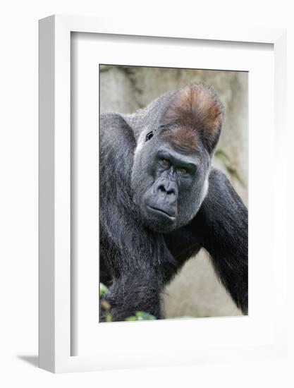 Western Gorilla in a zoo-Adam Jones-Framed Photographic Print