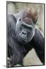 Western Gorilla in a zoo-Adam Jones-Mounted Photographic Print