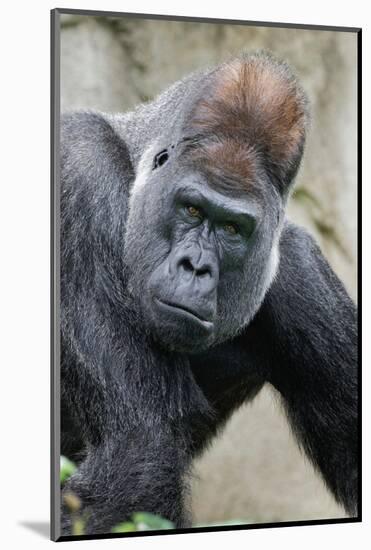 Western Gorilla in a zoo-Adam Jones-Mounted Photographic Print