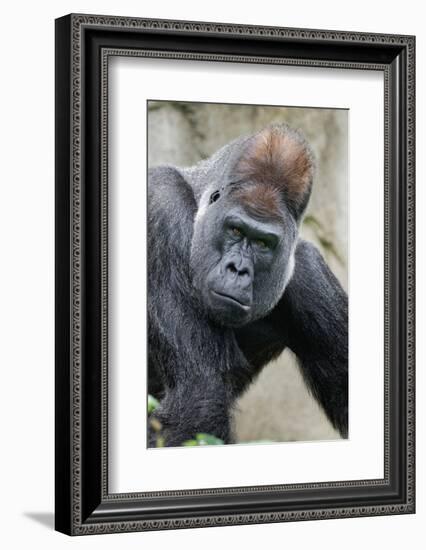 Western Gorilla in a zoo-Adam Jones-Framed Photographic Print