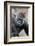 Western Gorilla in a zoo-Adam Jones-Framed Photographic Print