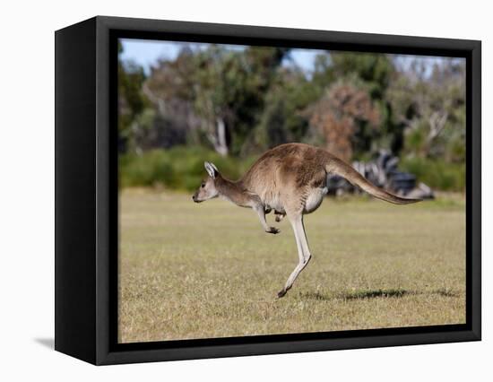 Western Gray Kangaroo (Macropus Fuliginosus) With Joey in Pouch, Yanchep National Park, Australia-Thorsten Milse-Framed Premier Image Canvas