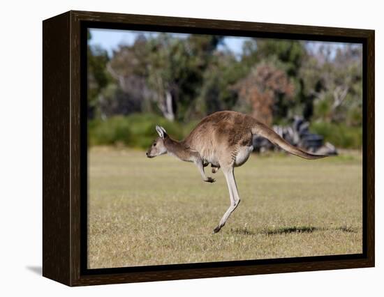 Western Gray Kangaroo (Macropus Fuliginosus) With Joey in Pouch, Yanchep National Park, Australia-Thorsten Milse-Framed Premier Image Canvas