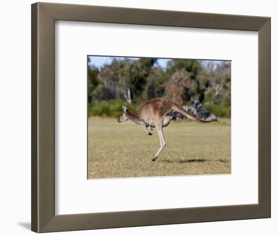 Western Gray Kangaroo (Macropus Fuliginosus) With Joey in Pouch, Yanchep National Park, Australia-Thorsten Milse-Framed Photographic Print