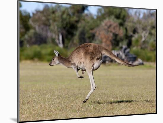 Western Gray Kangaroo (Macropus Fuliginosus) With Joey in Pouch, Yanchep National Park, Australia-Thorsten Milse-Mounted Photographic Print