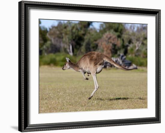 Western Gray Kangaroo (Macropus Fuliginosus) With Joey in Pouch, Yanchep National Park, Australia-Thorsten Milse-Framed Photographic Print