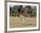 Western Gray Kangaroo (Macropus Fuliginosus) With Joey in Pouch, Yanchep National Park, Australia-Thorsten Milse-Framed Photographic Print