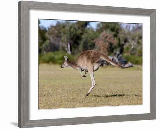 Western Gray Kangaroo (Macropus Fuliginosus) With Joey in Pouch, Yanchep National Park, Australia-Thorsten Milse-Framed Photographic Print