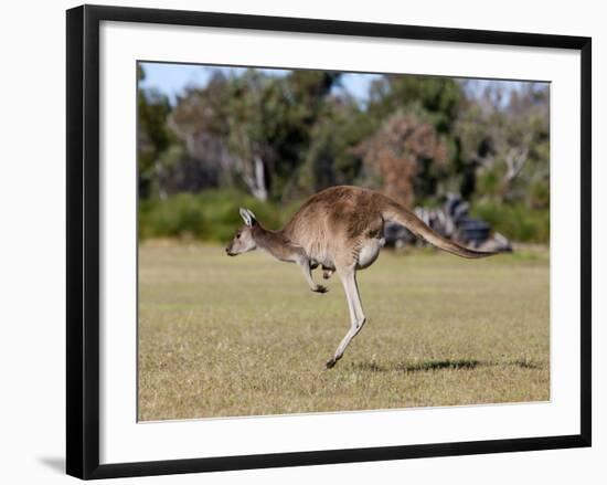 Western Gray Kangaroo (Macropus Fuliginosus) With Joey in Pouch, Yanchep National Park, Australia-Thorsten Milse-Framed Photographic Print