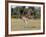 Western Gray Kangaroo (Macropus Fuliginosus) With Joey in Pouch, Yanchep National Park, Australia-Thorsten Milse-Framed Photographic Print