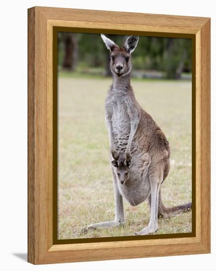 Western Gray Kangaroo (Macropus Fuliginosus) With Joey in Pouch, Yanchep National Park, Australia-null-Framed Premier Image Canvas