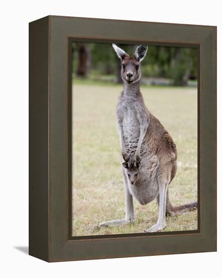 Western Gray Kangaroo (Macropus Fuliginosus) With Joey in Pouch, Yanchep National Park, Australia-null-Framed Premier Image Canvas