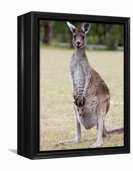 Western Gray Kangaroo (Macropus Fuliginosus) With Joey in Pouch, Yanchep National Park, Australia-null-Framed Premier Image Canvas