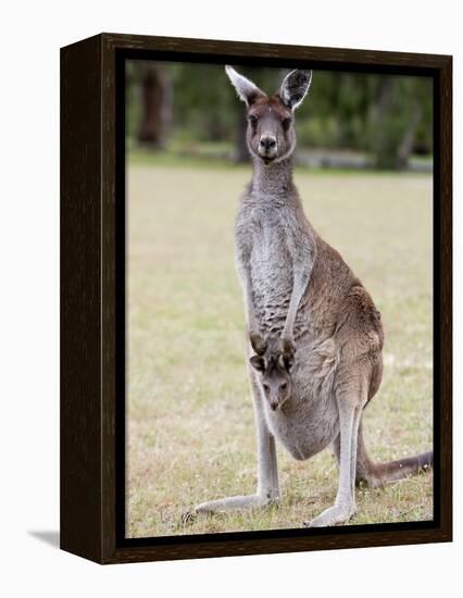 Western Gray Kangaroo (Macropus Fuliginosus) With Joey in Pouch, Yanchep National Park, Australia-null-Framed Premier Image Canvas