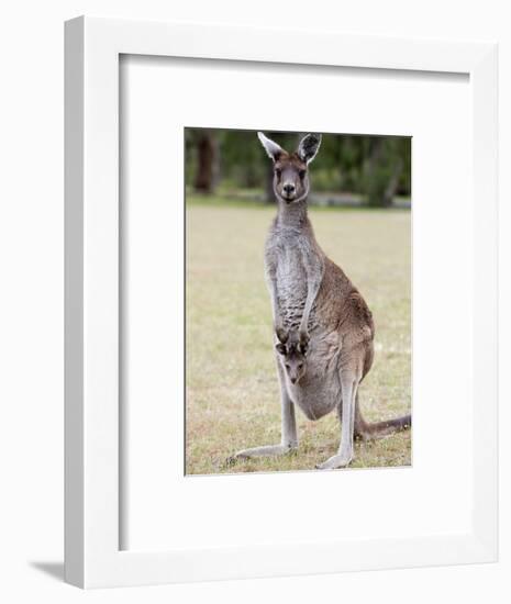 Western Gray Kangaroo (Macropus Fuliginosus) With Joey in Pouch, Yanchep National Park, Australia-null-Framed Photographic Print