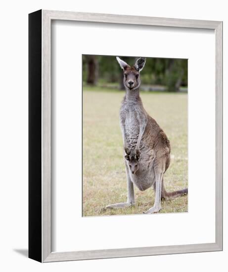 Western Gray Kangaroo (Macropus Fuliginosus) With Joey in Pouch, Yanchep National Park, Australia-null-Framed Photographic Print