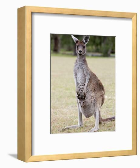Western Gray Kangaroo (Macropus Fuliginosus) With Joey in Pouch, Yanchep National Park, Australia-null-Framed Photographic Print