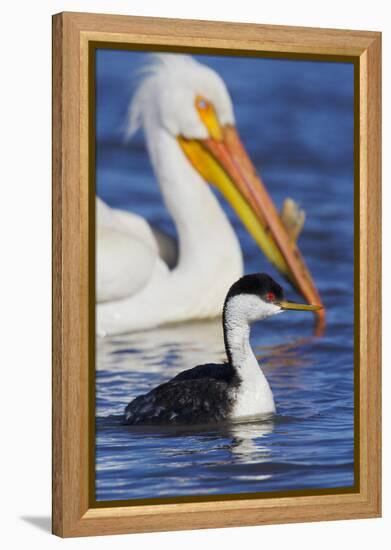 Western Grebe and American White Pelican-Ken Archer-Framed Premier Image Canvas