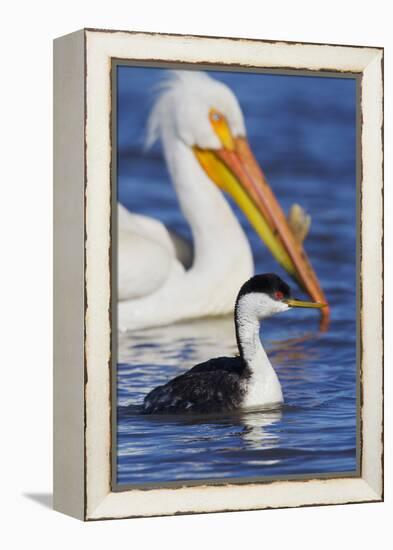 Western Grebe and American White Pelican-Ken Archer-Framed Premier Image Canvas