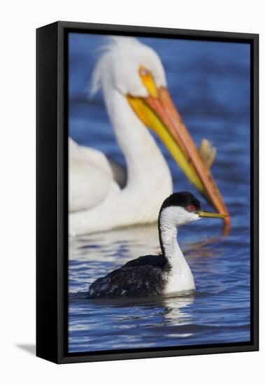 Western Grebe and American White Pelican-Ken Archer-Framed Premier Image Canvas