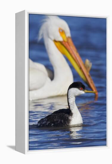Western Grebe and American White Pelican-Ken Archer-Framed Premier Image Canvas