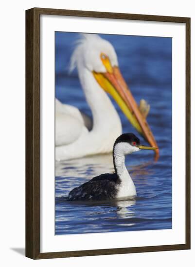 Western Grebe and American White Pelican-Ken Archer-Framed Photographic Print