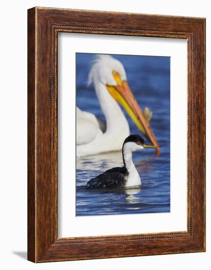 Western Grebe and American White Pelican-Ken Archer-Framed Photographic Print