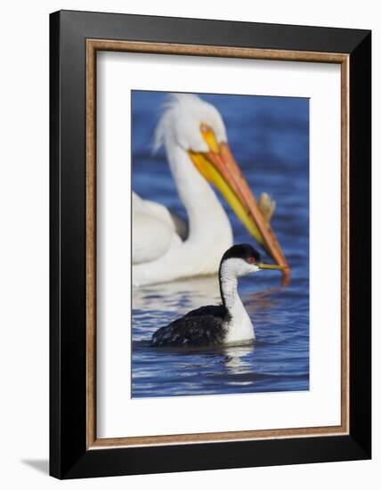 Western Grebe and American White Pelican-Ken Archer-Framed Photographic Print