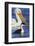 Western Grebe and American White Pelican-Ken Archer-Framed Photographic Print