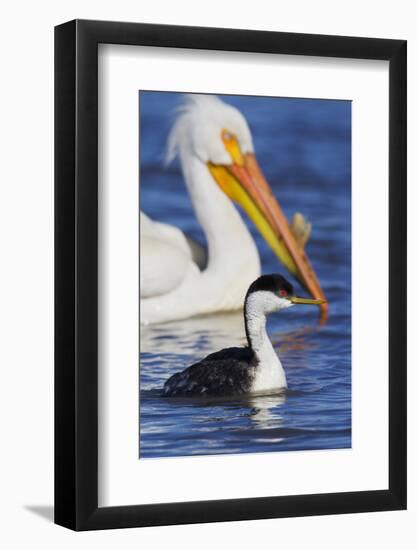 Western Grebe and American White Pelican-Ken Archer-Framed Photographic Print