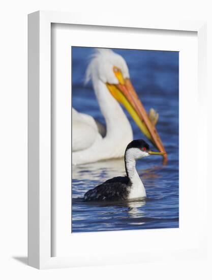 Western Grebe and American White Pelican-Ken Archer-Framed Photographic Print