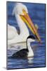 Western Grebe and American White Pelican-Ken Archer-Mounted Photographic Print