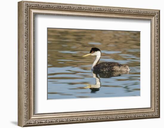 Western grebe, Elephant Butte Lake State Park, New Mexico.-Maresa Pryor-Framed Photographic Print