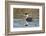 Western grebe, Elephant Butte Lake State Park, New Mexico.-Maresa Pryor-Framed Photographic Print