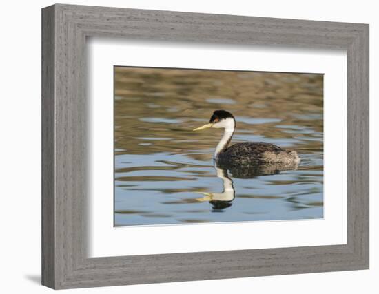 Western grebe, Elephant Butte Lake State Park, New Mexico.-Maresa Pryor-Framed Photographic Print