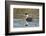 Western grebe, Elephant Butte Lake State Park, New Mexico.-Maresa Pryor-Framed Photographic Print