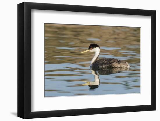 Western grebe, Elephant Butte Lake State Park, New Mexico.-Maresa Pryor-Framed Photographic Print