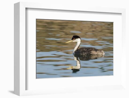 Western grebe, Elephant Butte Lake State Park, New Mexico.-Maresa Pryor-Framed Photographic Print