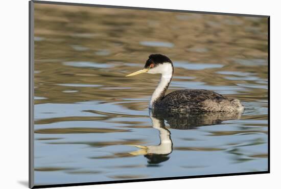 Western grebe, Elephant Butte Lake State Park, New Mexico.-Maresa Pryor-Mounted Photographic Print